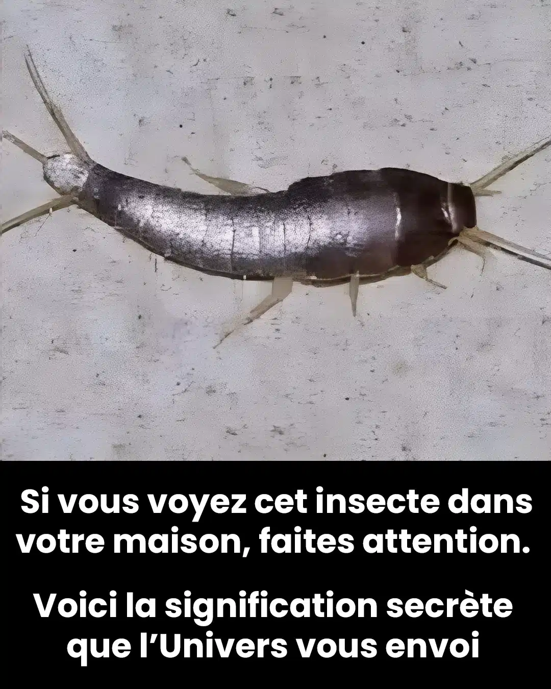 Si vous voyez cet insecte à la maison en voici la signification