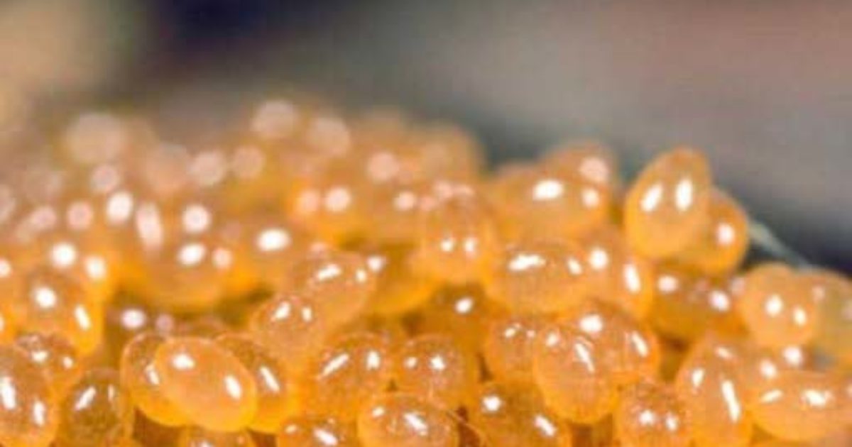 Si vous voyez des boules comme celles-ci dans votre jardin ou à la maison, il est temps d’agir
