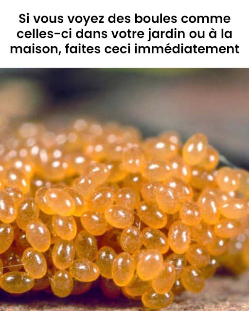 Si vous voyez des boules comme celles-ci dans votre jardin ou à la maison, il est temps d’agir