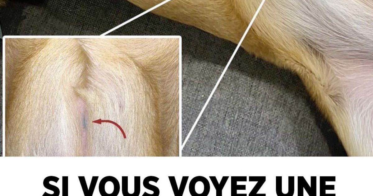 Si vous voyez une ligne bleue tatouée sur un chien, voici ce que cela signifie