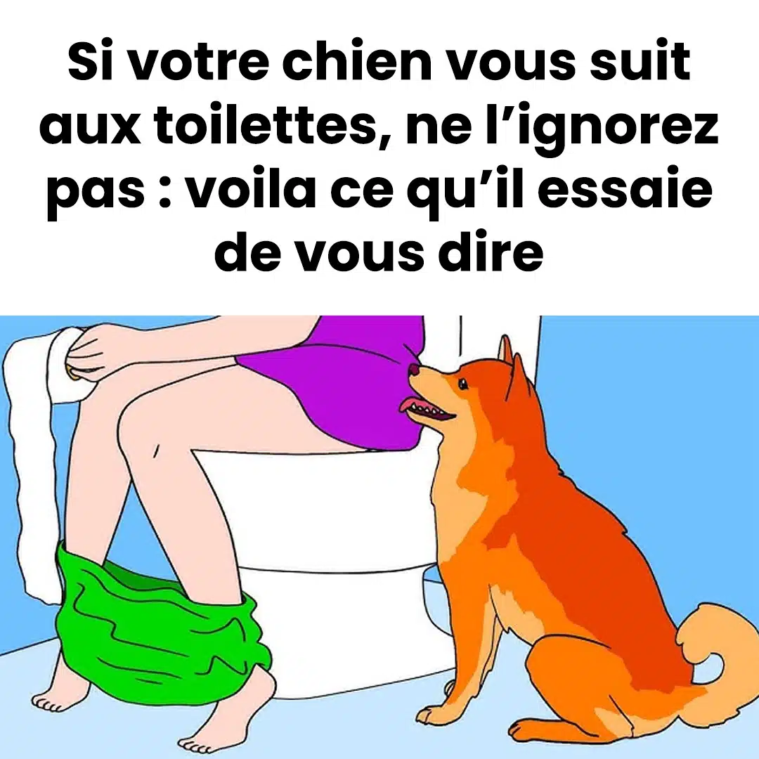 S’il vous accompagne même aux toilettes, ne l’ignorez pas : votre chien tente de vous faire passer un message