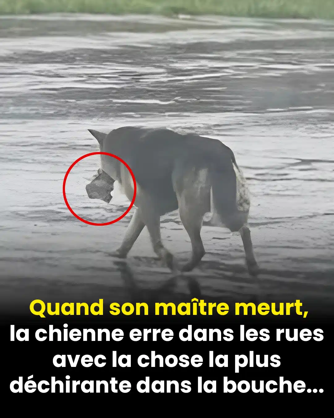 Son maître est mort, et maintenant elle erre dans les rues en portant un souvenir…
