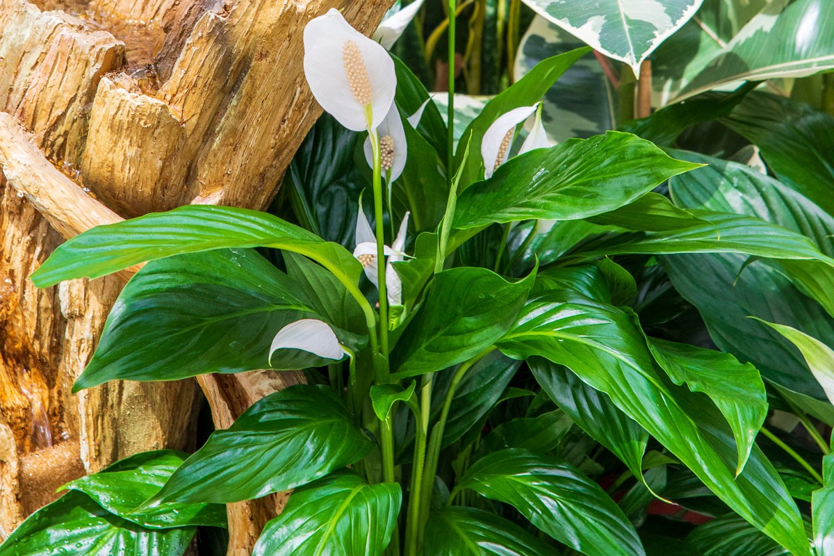 Spathiphyllum ou fleur de lune dans un intérieur lumineux
