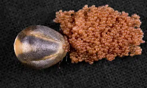 Plantes répulsives contre les tiques