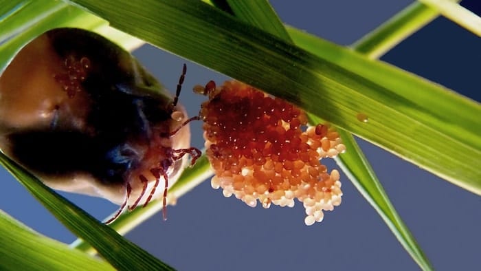 Gros plan sur un amas d'œufs de tiques, minuscules et de couleur claire