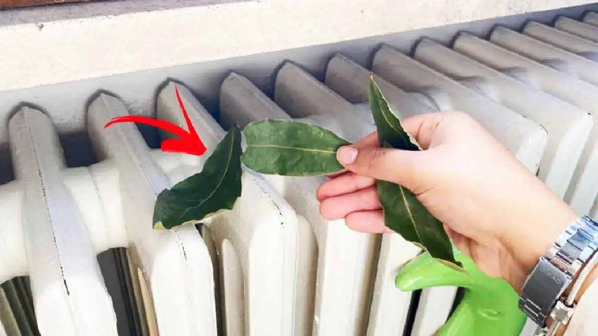 Feuilles de laurier séchées déposées sur un radiateur blanc moderne