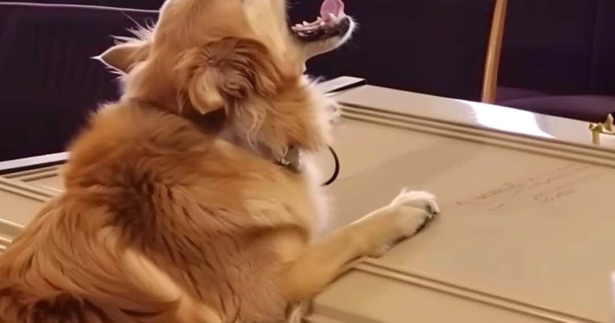 Un chien aboie devant un cercueil pendant les funérailles, un fils soupçonneux l’ouvre et le trouve vide – Histoire du jour