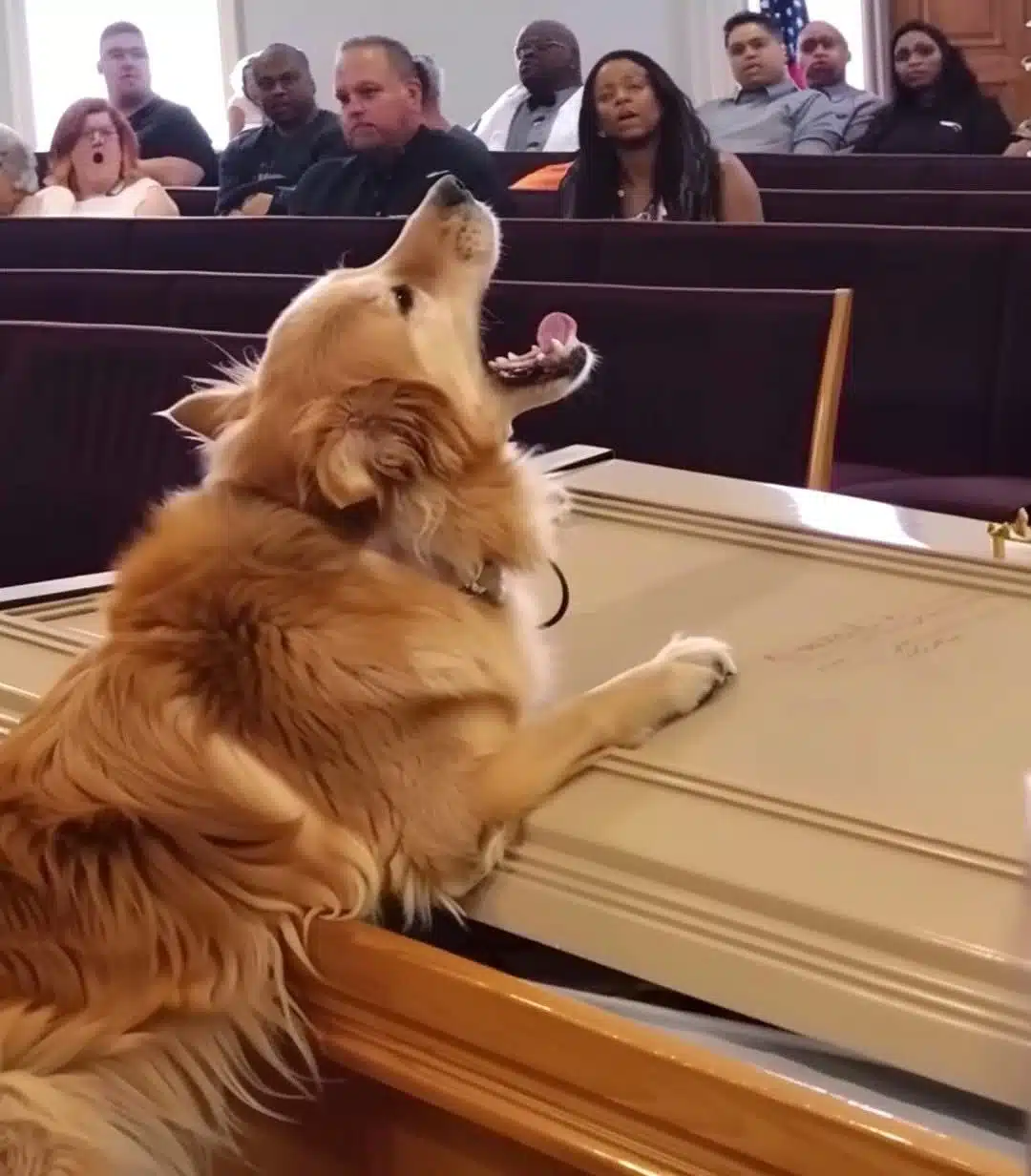 Un chien aboie devant un cercueil pendant les funérailles, un fils soupçonneux l’ouvre et le trouve vide – Histoire du jour