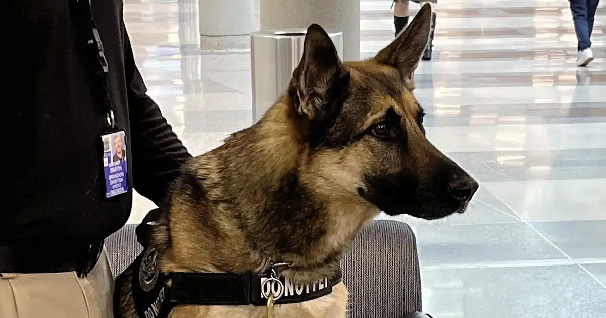Un chien policier a bondi sur une poussette à l’aéroport… Ce qu’il a révélé a figé tout le monde