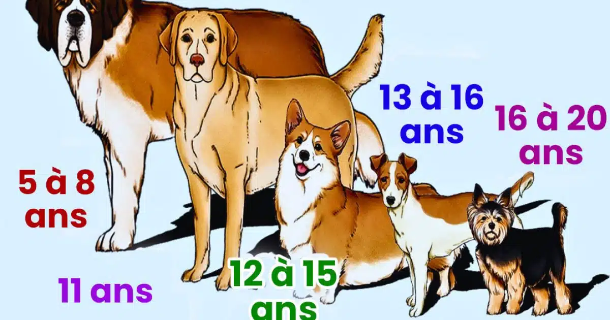 Un guide sur la durée de vie de différentes races de chiens
