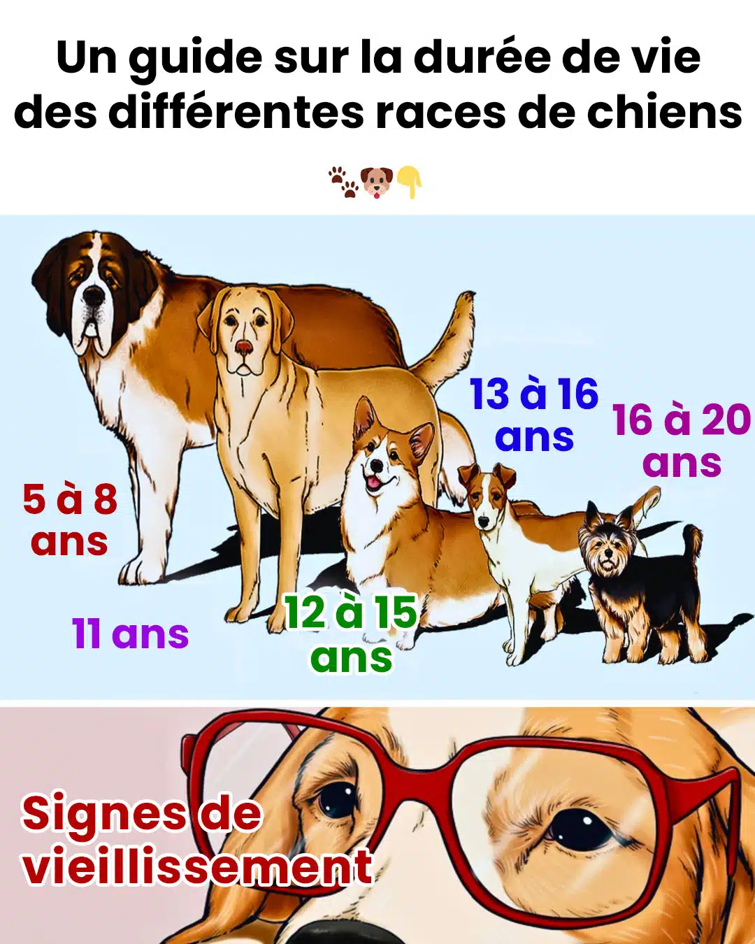 Un guide sur la durée de vie de différentes races de chiens