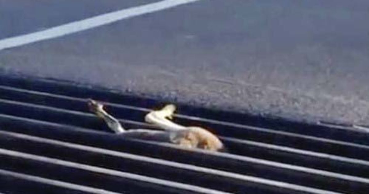 Un homme découvre un animal sans défense coincé sur son chemin – il descend de sa voiture et réagit sans attendre