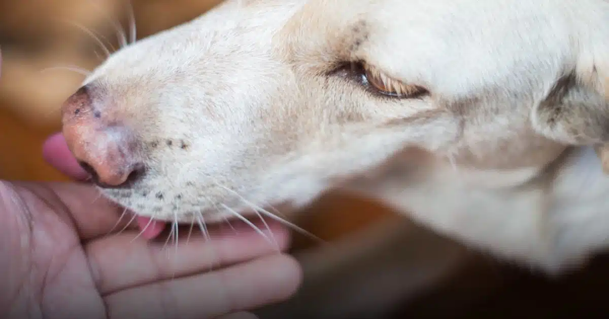 Un homme meurt après avoir été léché par son chien
