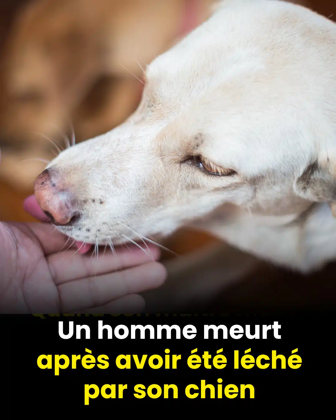 Un homme meurt après avoir été léché par son chien