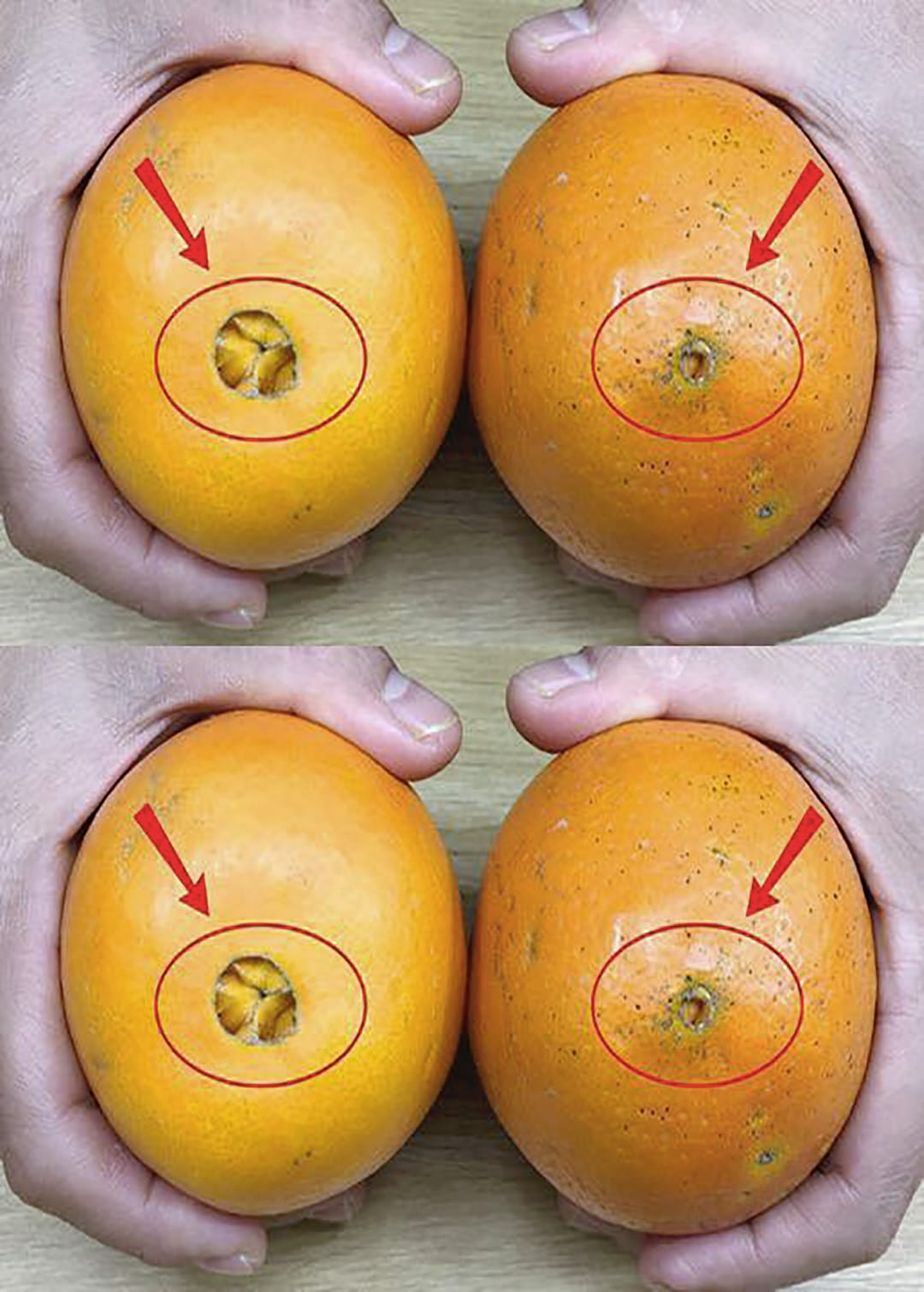 Un primeur expérimenté vous apprend à choisir des oranges délicieuses, sucrées et juteuses