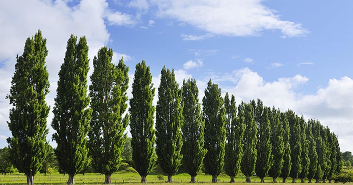 Un simple arbre, pensais-je. Et pourtant… la nature m’a offert bien plus : un instant d’éternité.