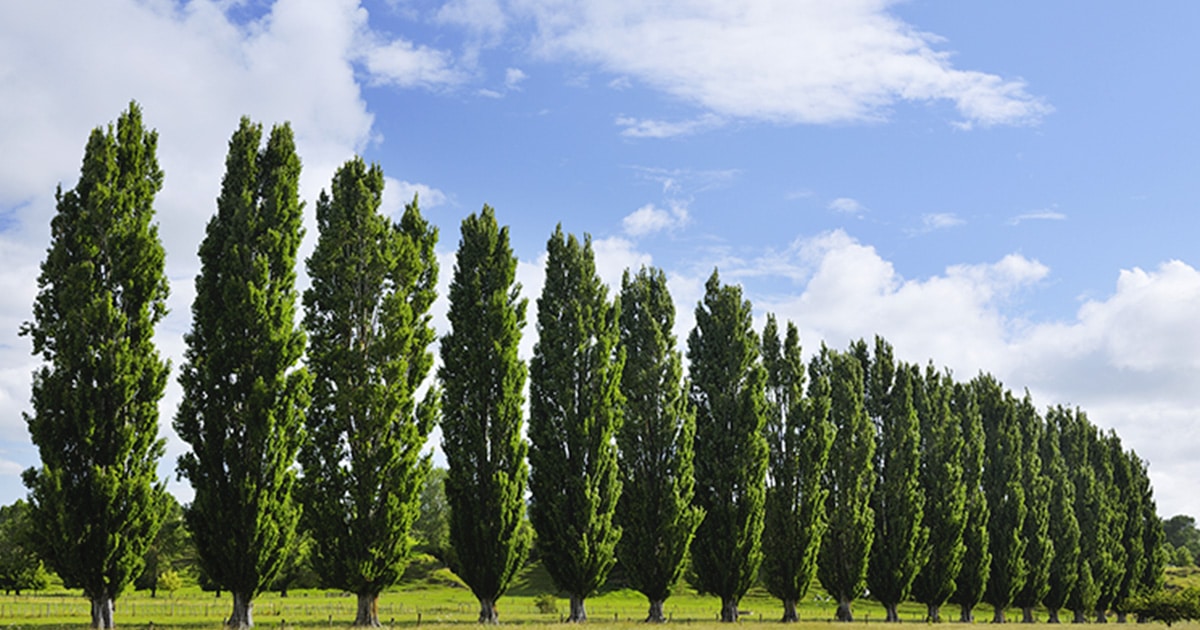 Un simple arbre, pensais-je. Et pourtant… la nature m’a offert bien plus : un instant d’éternité.