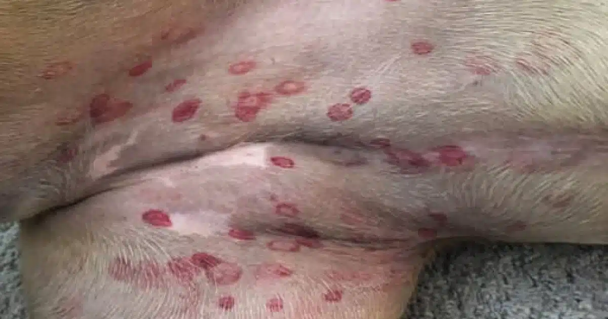 Un vétérinaire révèle la cause des petites morsures rouges sur le ventre des chiens