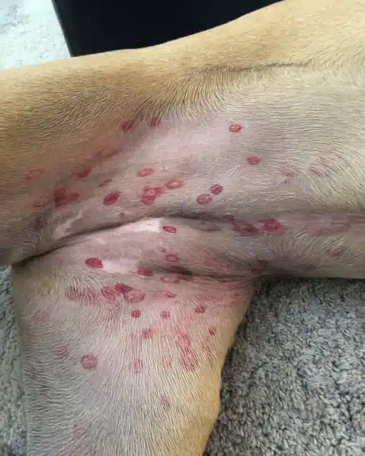 Un vétérinaire révèle la cause des petites morsures rouges sur le ventre des chiens