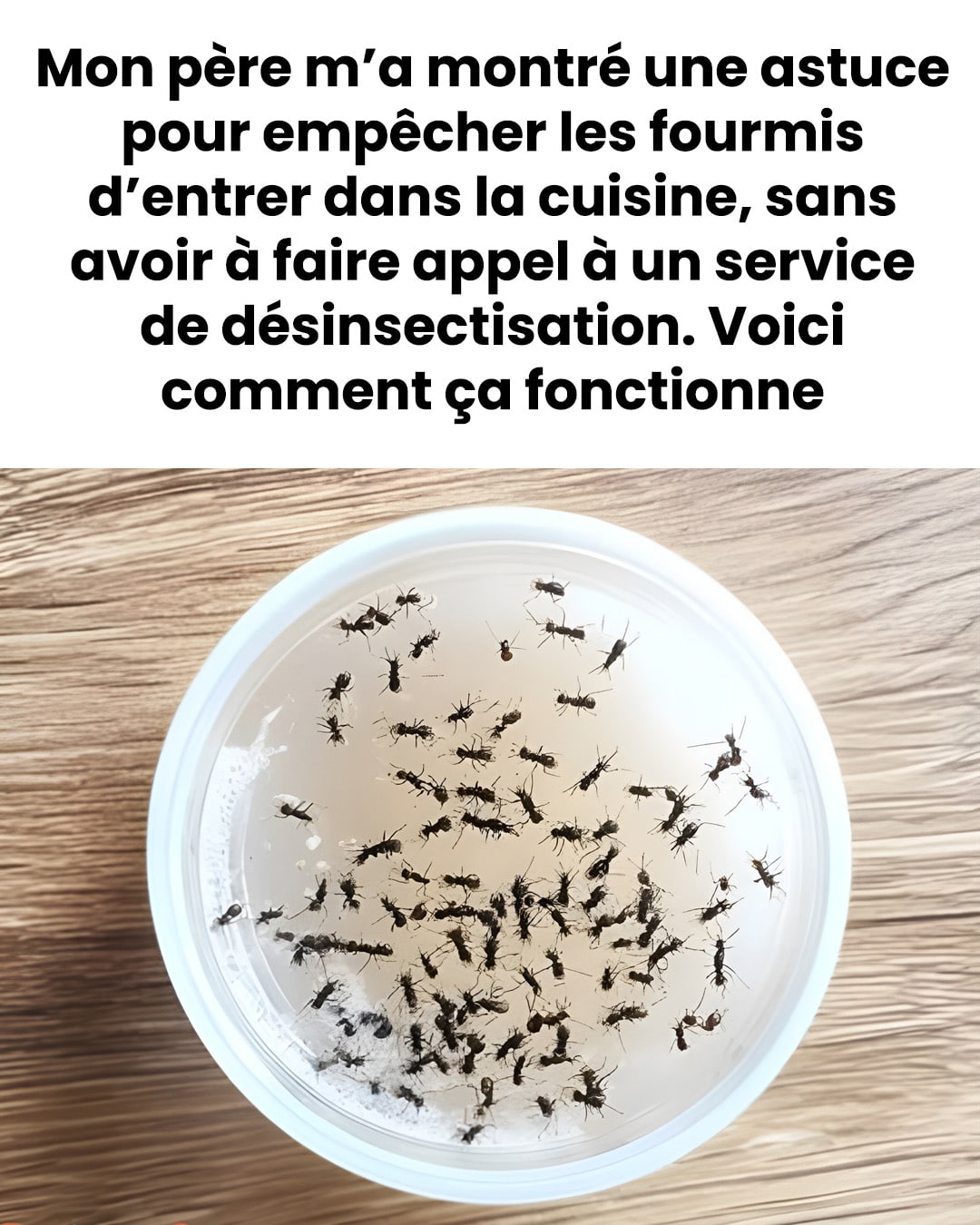 Une astuce pour empêcher les fourmis d’entrer dans la cuisine