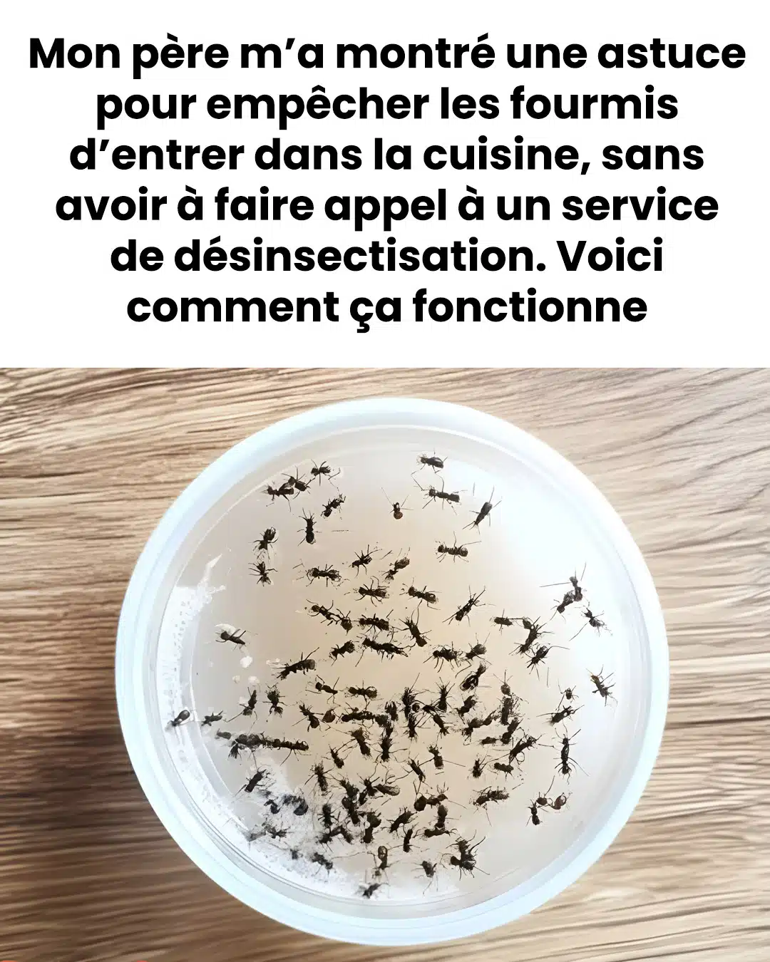 Une astuce pour empêcher les fourmis d’entrer dans la cuisine