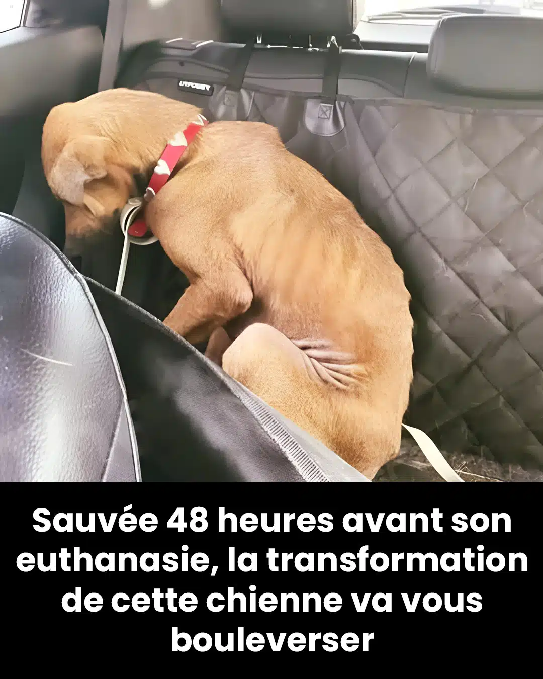 Une chienne sauvé 48 heures avant l'euthanasie connaît une belle transformation