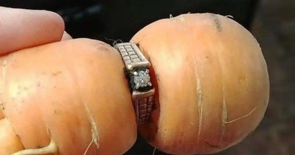 Une femme retrouve sa bague de fiançailles perdue 13 ans plus tard… autour d’une carotte.