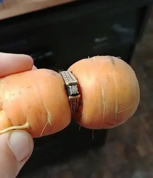 Une femme retrouve sa bague de fiançailles perdue 13 ans plus tard… autour d’une carotte.