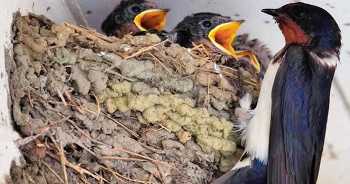 Une hirondelle a fait son nid sous le toit d'une maison : que signifie ce présage populaire ?