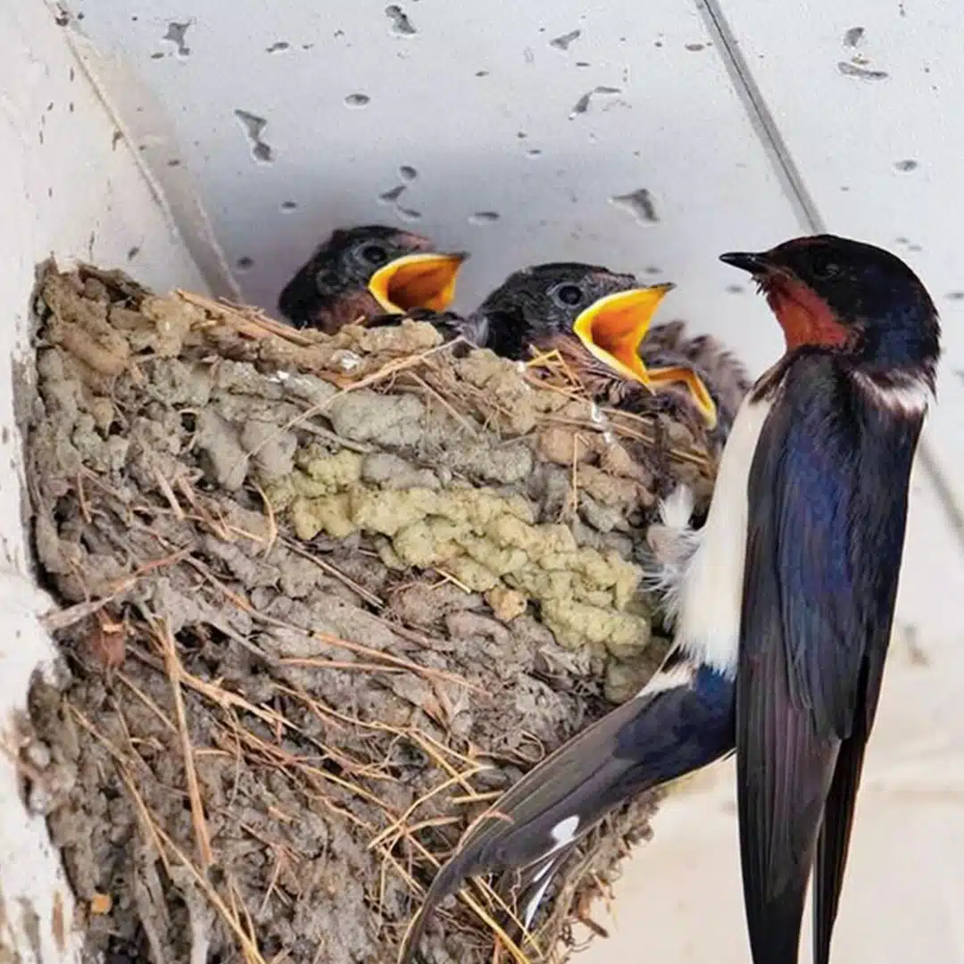 Une hirondelle a fait son nid sous le toit d'une maison : que signifie ce présage populaire ?