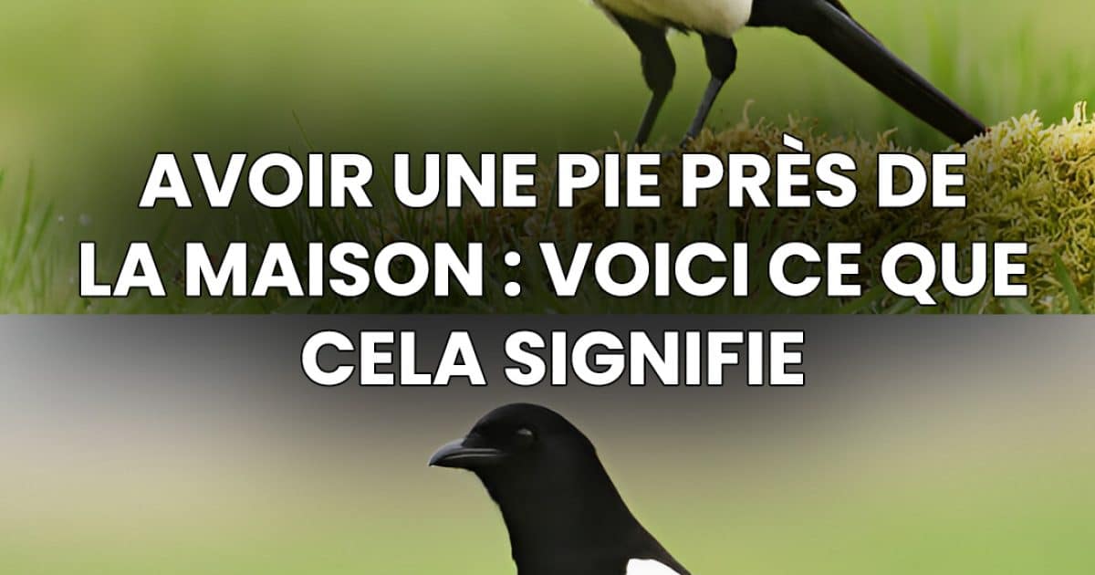 Une pie bavarde dans la maison : la signification spirituelle d’une rencontre inhabituelle