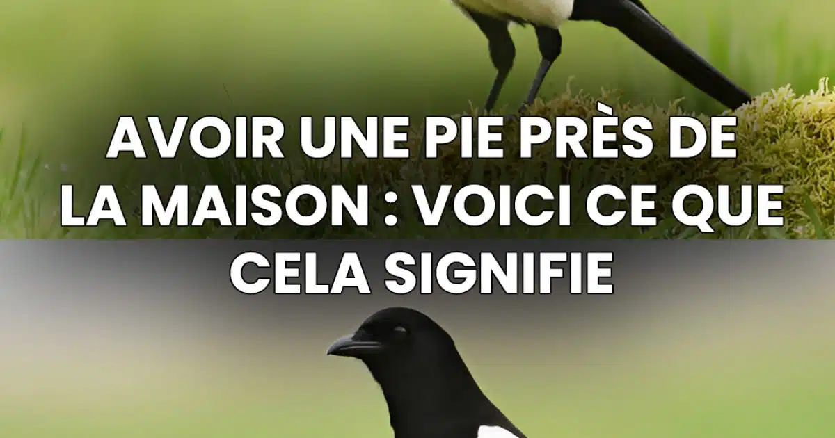 Une pie bavarde dans la maison : la signification spirituelle d’une rencontre inhabituelle