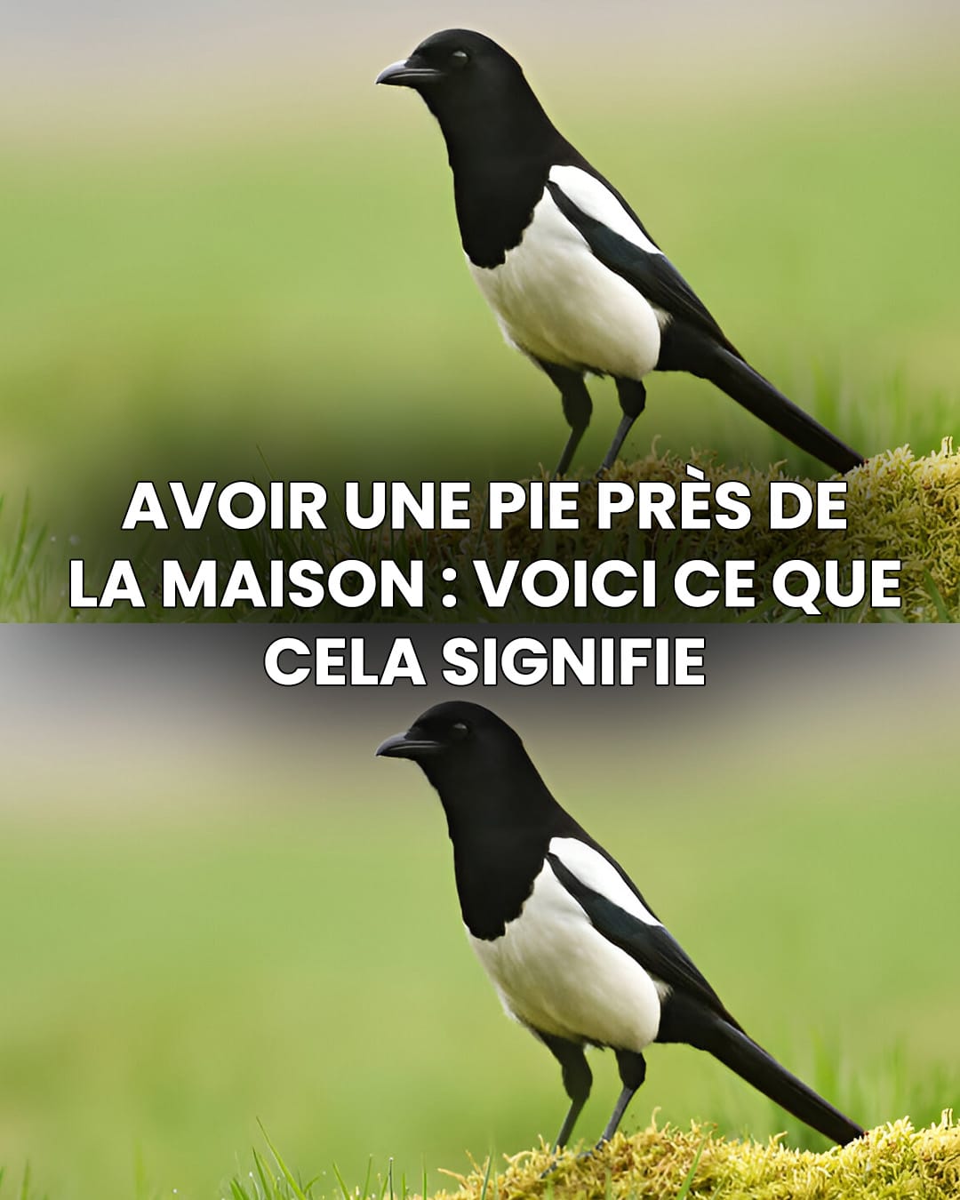 Une pie bavarde dans la maison : la signification spirituelle d’une rencontre inhabituelle