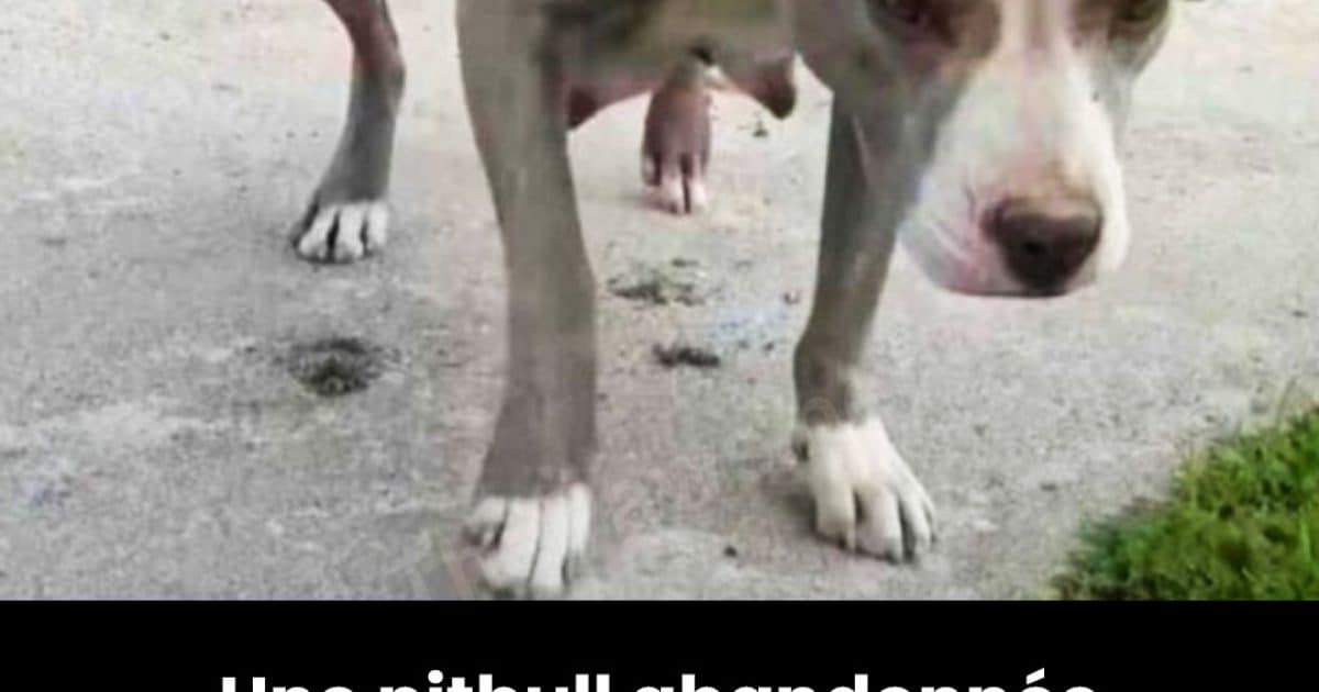 Une pitbull enceinte s’approche en titubant des sauveteurs