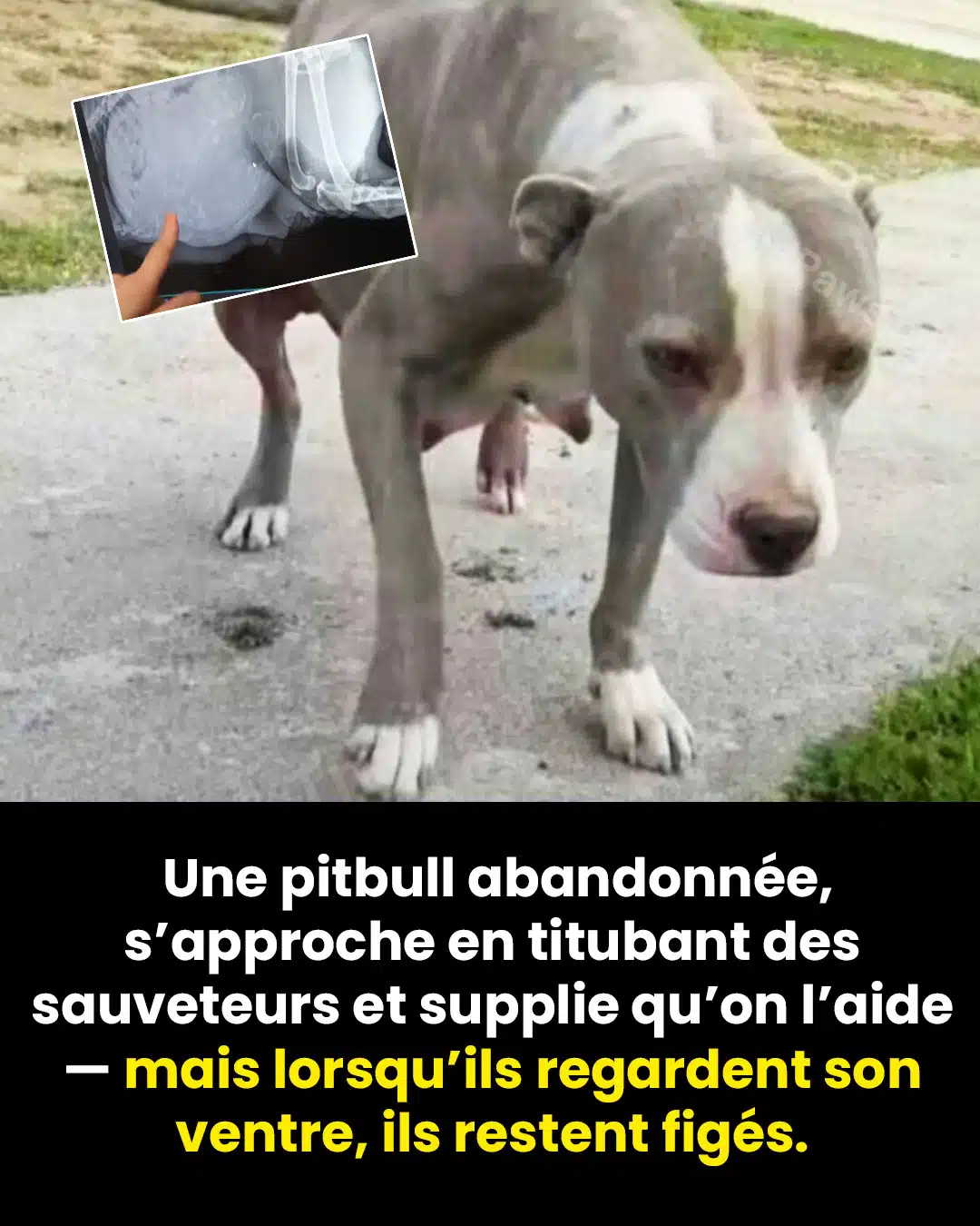 Une pitbull enceinte s’approche en titubant des sauveteurs