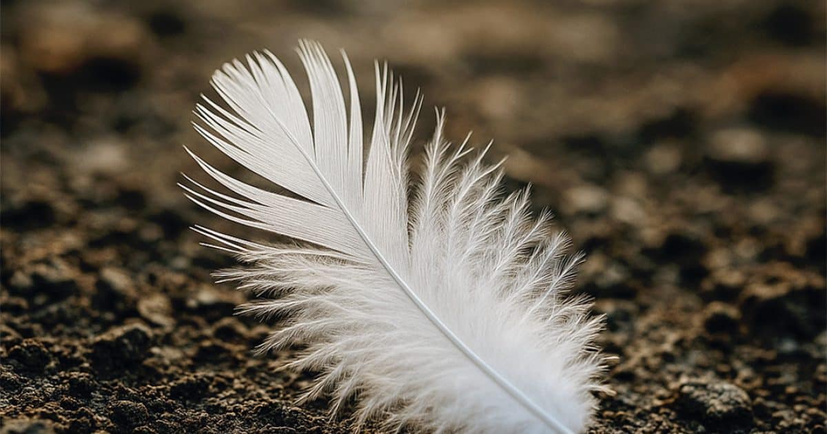 Une plume blanche sur votre chemin ? Ce n’est peut-être pas un hasard… Découvrez sa signification profonde