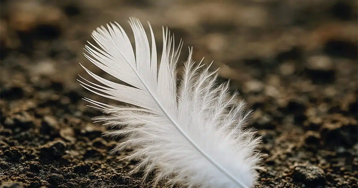 Une plume blanche sur votre chemin ? Ce n’est peut-être pas un hasard… Découvrez sa signification profonde