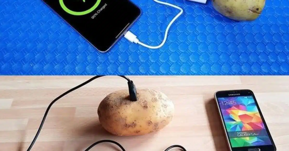Une seule pomme de terre peut alimenter une lampe pendant 40 jours
