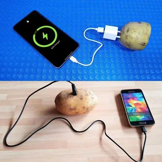 Une seule pomme de terre peut alimenter une lampe pendant 40 jours