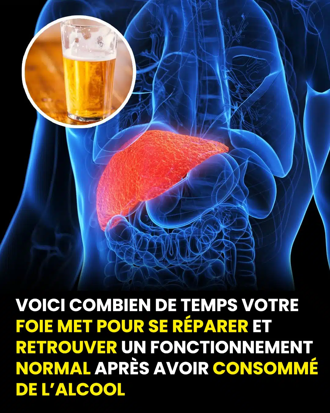Voici combien de temps il faut à votre foie pour redevenir normal après avoir bu de l’alcool