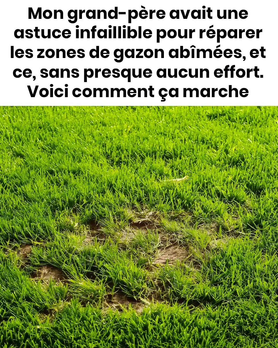 Voici comment réparer les zones de gazon abîmées