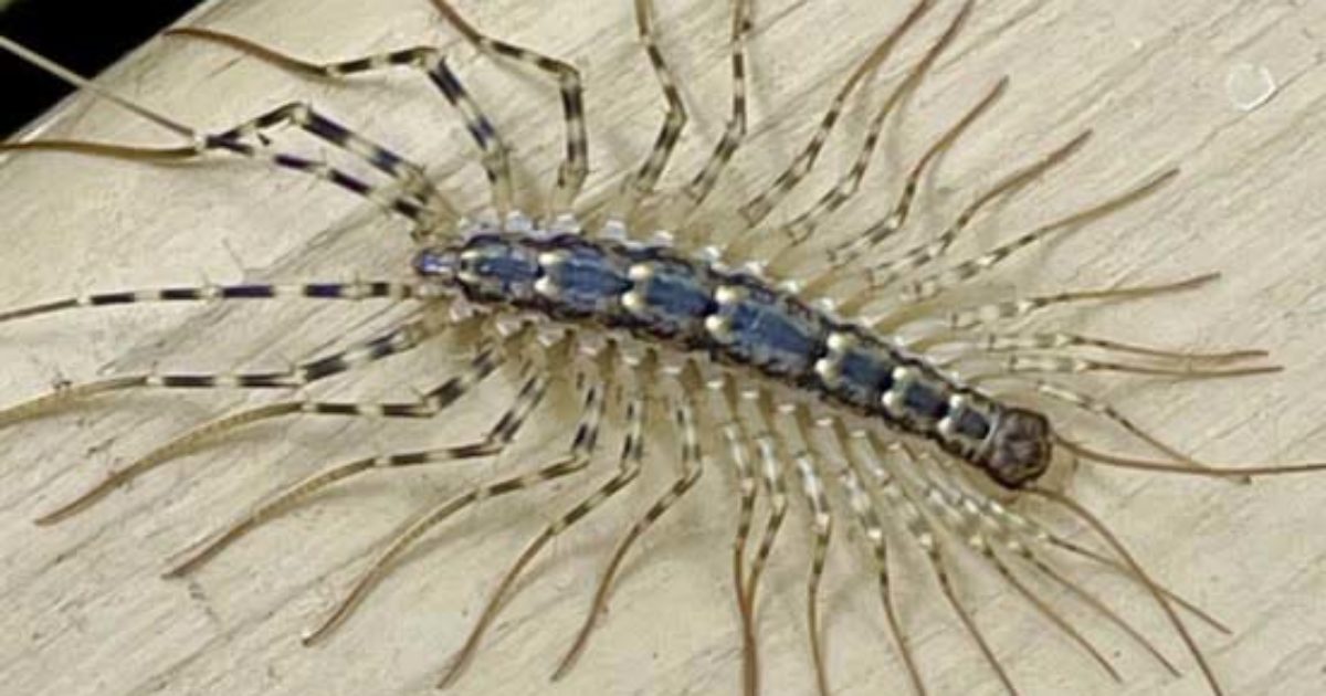 Voici pourquoi il ne faut jamais écraser un mille-pattes
