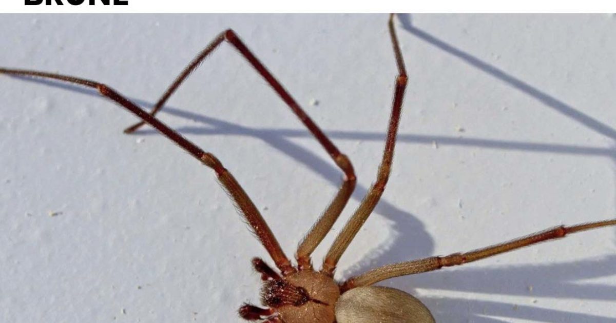 Voici pourquoi vous devez vraiment être prudent si vous voyez une araignée recluse brune