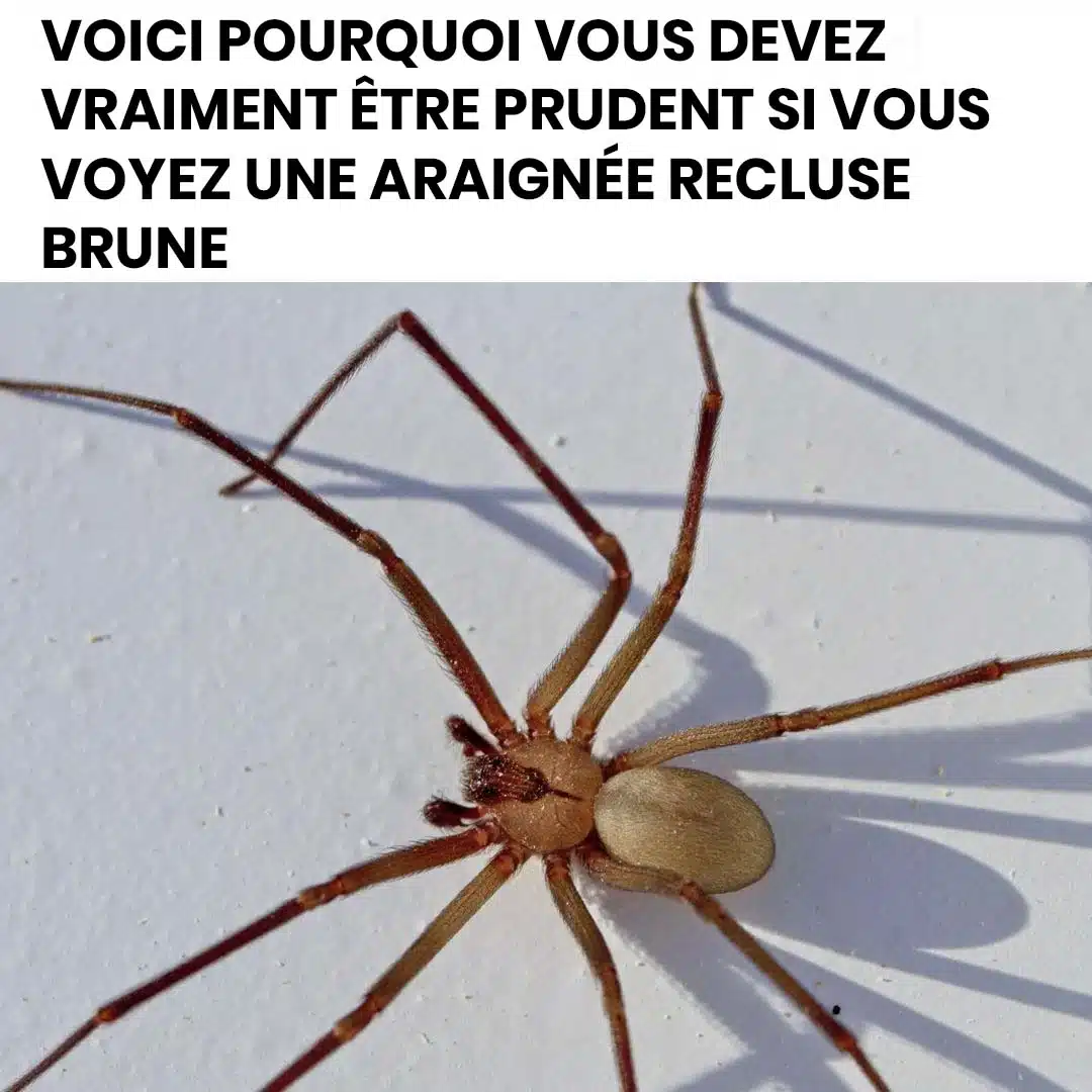 Voici pourquoi vous devez vraiment être prudent si vous voyez une araignée recluse brune