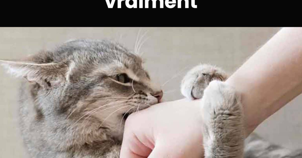 Votre chat vous mordille ? Voici ce que cela veut dire