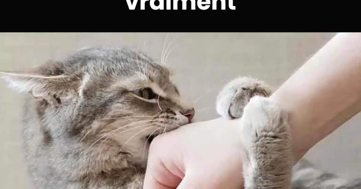 Votre chat vous mordille ? Voici ce que cela veut dire