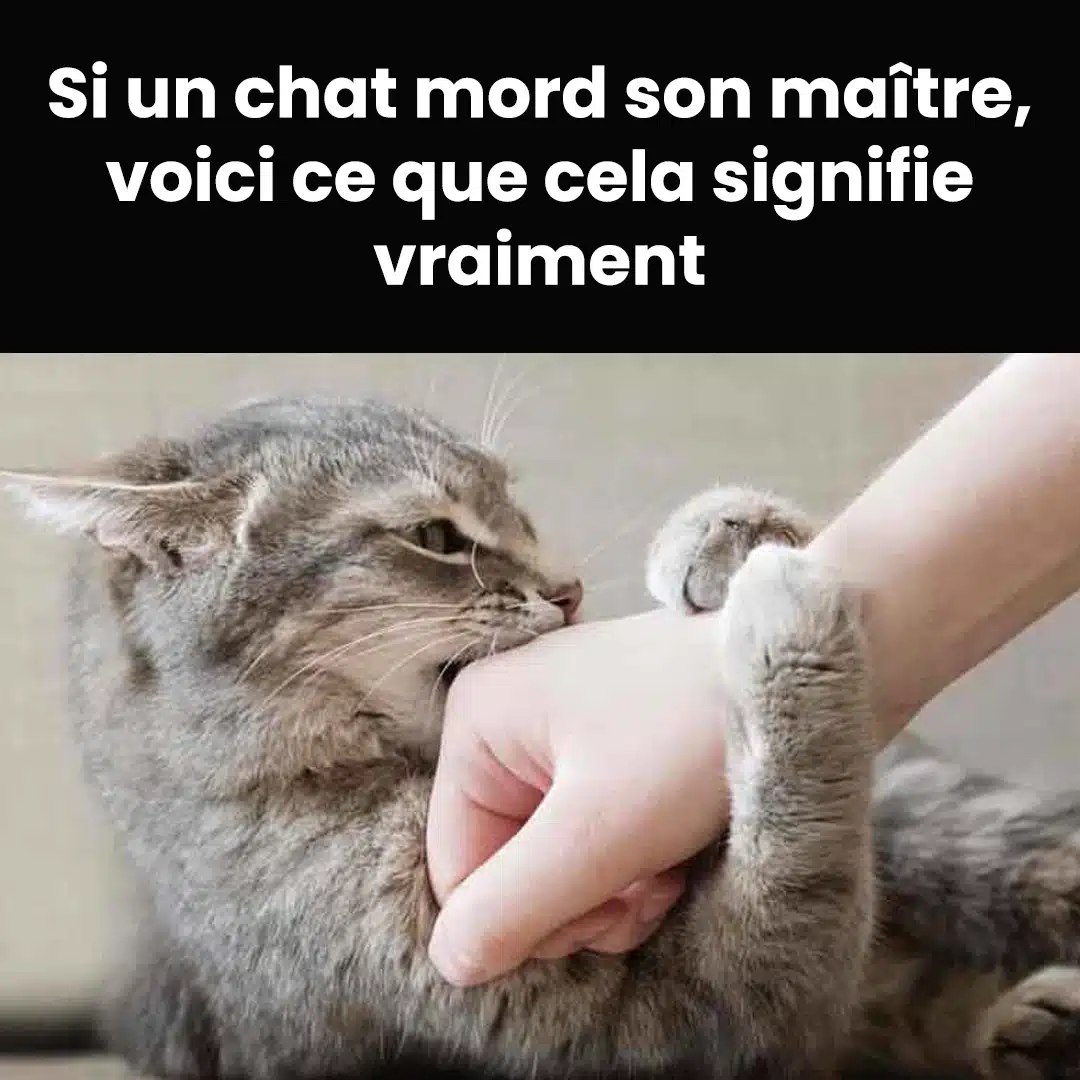 Votre chat vous mordille ? Voici ce que cela veut dire