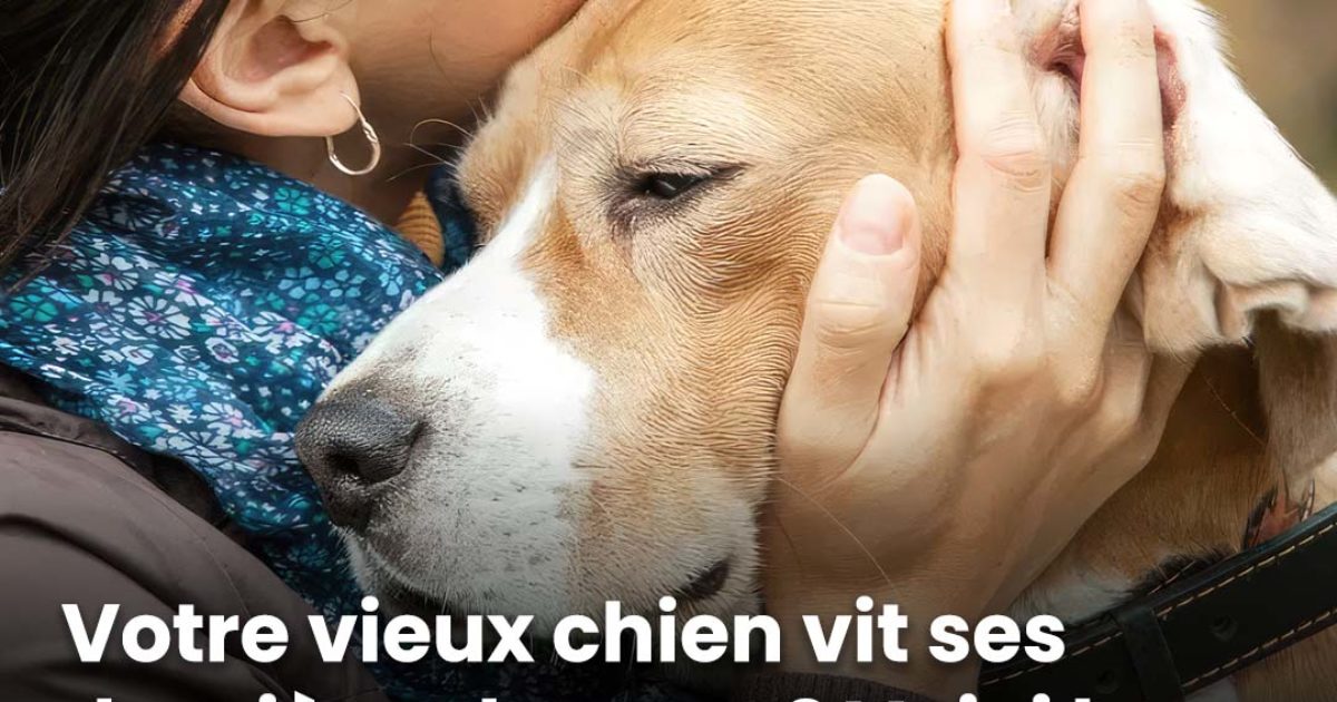 Votre vieux chien approche de ses derniers moments ? Voici les mots à éviter avant de lui dire adieu, selon les conseils de ce vétérinaire