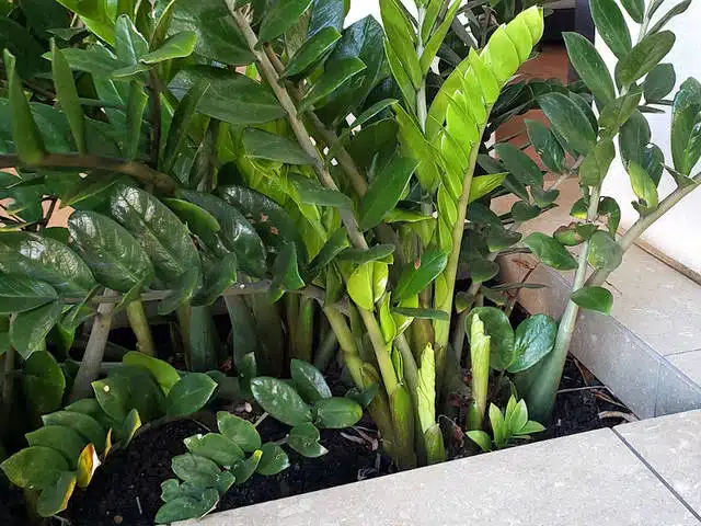 Arrosage modéré d'un zamioculcas avec un arrosoir